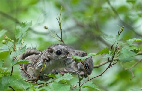 Protecting the Siberian flying squirrel