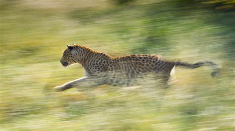 The Five Fastest Animals in The World - Animals Around The Globe