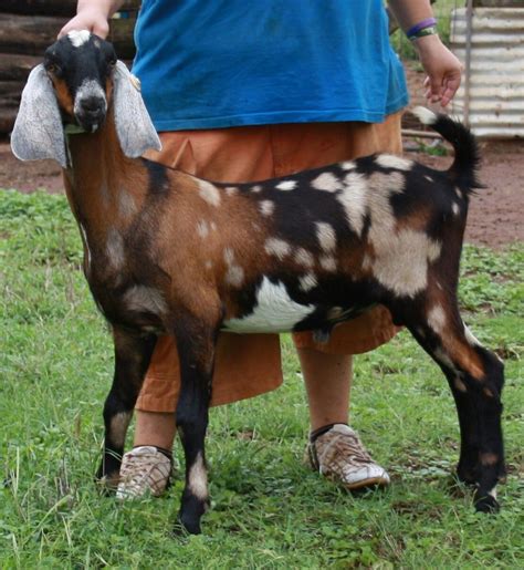 Anglo-Nubian Goat