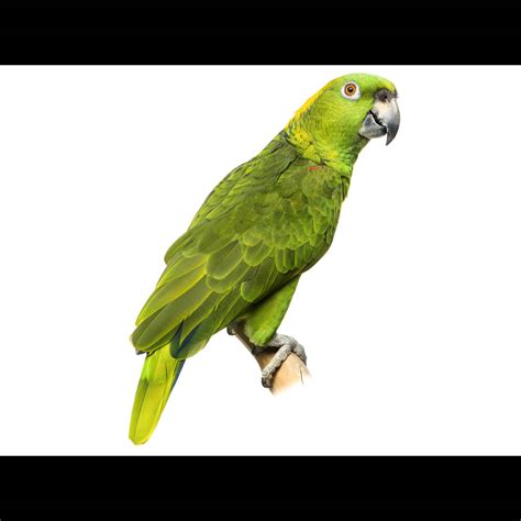 Yellow-naped Amazon (Amazona auropalliata) identification - Birda