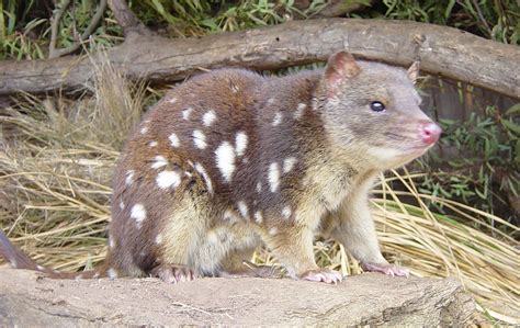 Quoll - Wikipedia