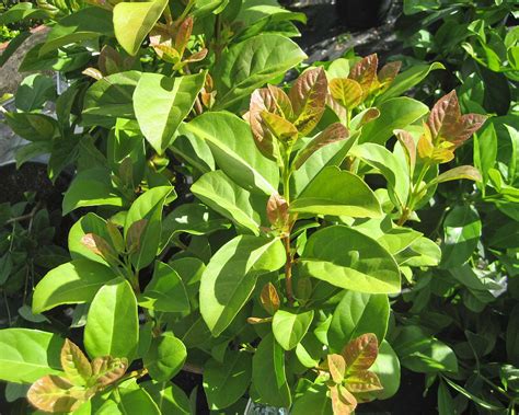 Viburnum odoratissimum | GardensOnline