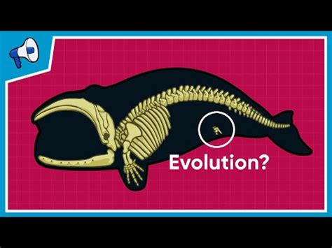 Evidence of Evolution 的图像结果