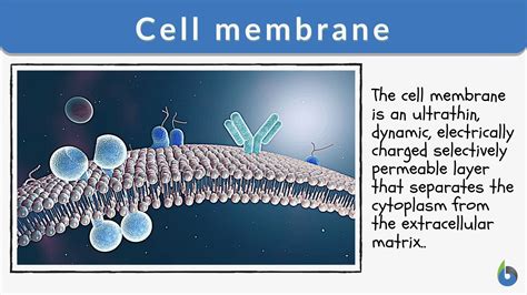 Cell membrane - Definition and Examples - Biology Online Dictionary