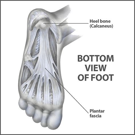 Ball Feet Bone Anatomy