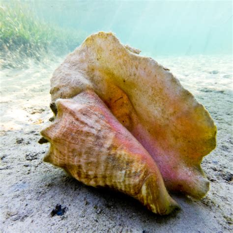Conch Shell Removal 的图像结果