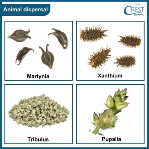 Seed Dispersal Examples 的图像结果