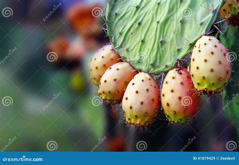 Prickly Pear Cactus Fruits and Leaf, Sardinia, Italy Stock Image ...