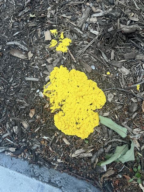 Yellow Sponge Like Fungus in Mulch : r/mycology