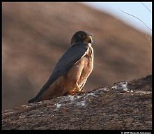 Image result for Shaheen Falcon