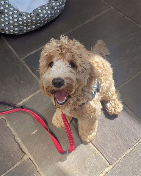 Image result for F1B Cockapoo