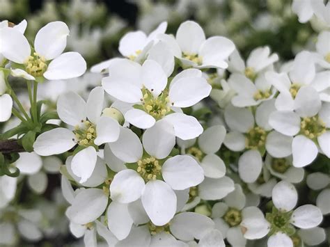 Saunders Brothers Inc