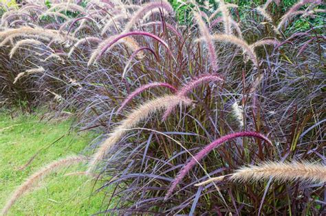 The 12 Best Perennial Ornamental Grasses - A-Z Animals