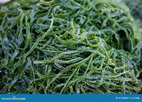Laminaria japonica stock image. Image of beautiful, market - 21790037