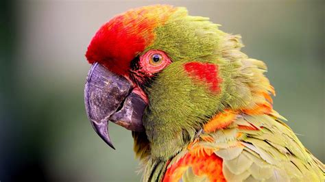 The World's Rarest Animals: 10 Species On The Brink Of Extinction