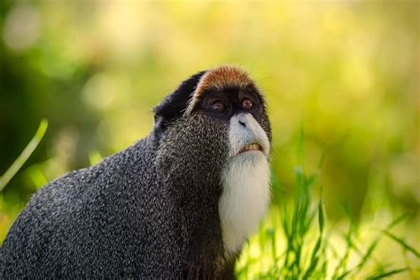 De Brazza's Monkey in Uganda (Cercopithecus neglectus) - Arcadia Safaris