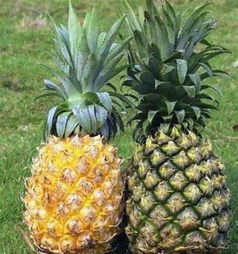 凤梨和菠萝有区别吗 有什么不同_苹果绿