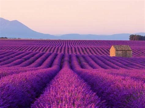 Colorful World 的图像结果