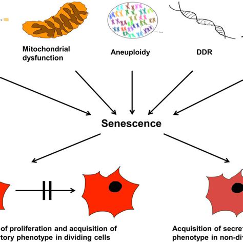 Cellular Aging 的图像结果