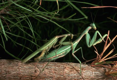 Praying Mantis Mating and Cannibalism