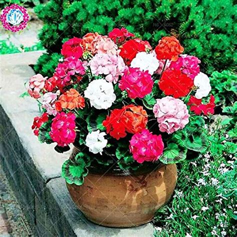 75 Pcs/Bag Mix Colour Geranium Seeds Flower Pelargonium Peltatum Seeds ...