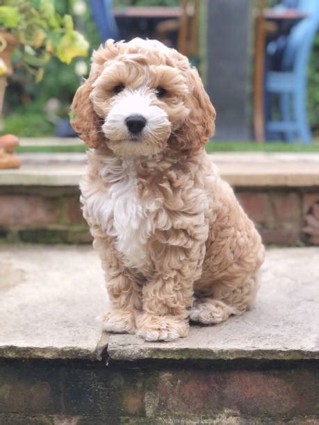Image result for Cockapoo 1 Year Old