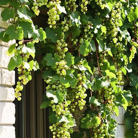 Grape Fruit (Vitis Vinifera) "Angoor Vine" - Plant – Lalit Enterprise
