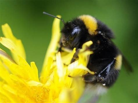 Rusty Patched Bumble Bee Declared Endangered & Here's Why It's A ...