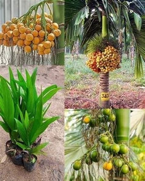 MAITRA AND SON Betel Nut/Supari Plant Price in India - Buy MAITRA AND ...