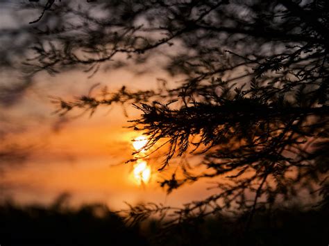 Download wallpaper 1600x1200 tree, branches, silhouette, sun, sunset ...