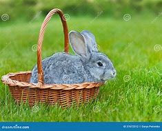 Image result for Stuffed Grey Rabbit