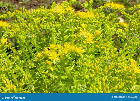 Lemon Ball Succulent Plant Sedum Rupestre Stock Image - Image of bushy ...
