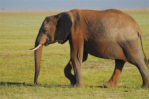 Image result for Elephant Toothpasste Exploding
