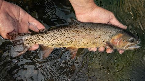Cutthroat Trout Food