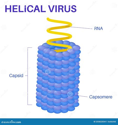 Basic Virus Structure 的图像结果