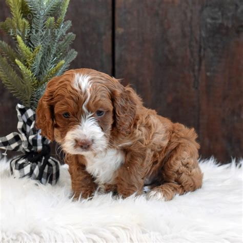Image result for Adult Cockapoo Puppies
