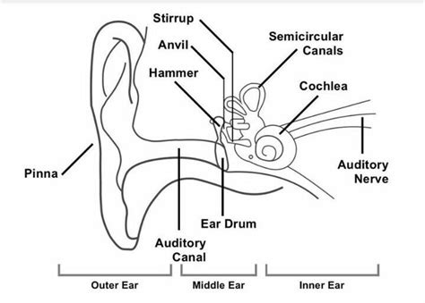 Diagram of human internal structure of rar - Brainly.in