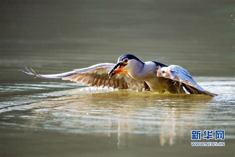 福建福州：夜鹭出击 湖上捕鱼-国际在线