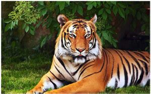 Roar Tiger Poster - Tiger posters - Tiger poster for room - tiger ...