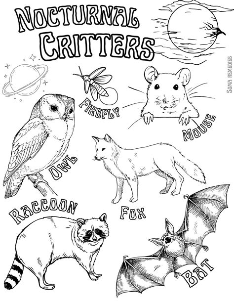 Nocturnal Animals Coloring Pages [2025]