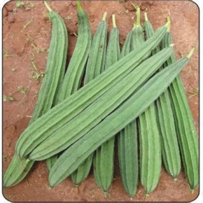 Greenery Hub Ridge gourd seeds, jhinga seeds, Torai in hindi Seed Price ...