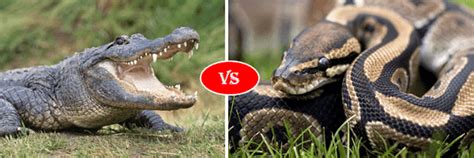 Image result for Alligator vs Python Nat Geo Wild