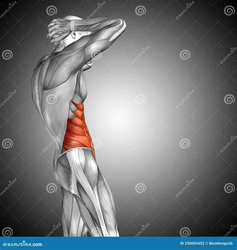 Image result for Muscle Model Chest Anatomy