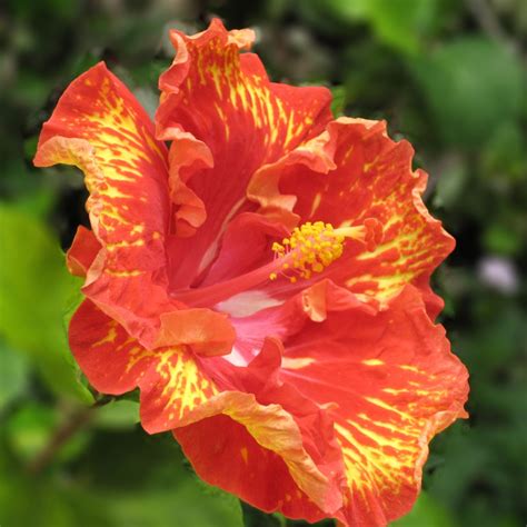How To Prune A Hibiscus - 5 Ways To Trim It For Gorgeous Flowers