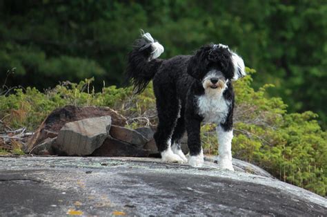 Top 8 Portuguese Water Dog Breeders In The USA And Canada