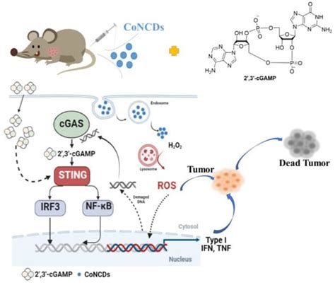IJMS | Special Issue : Research Progress of Bioimaging Materials