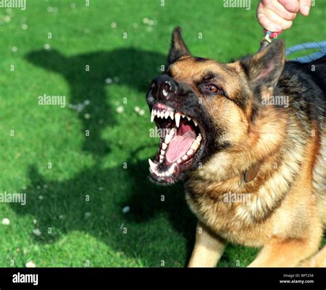 Guard dog, Alsation, aggressive dog, Alsation guard dog barking and ...