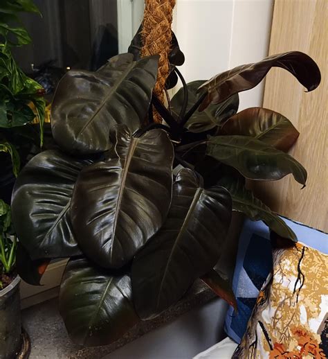 Look at my absolute unit of black leaves! (Philodendron Black Cardinal) : r/houseplants