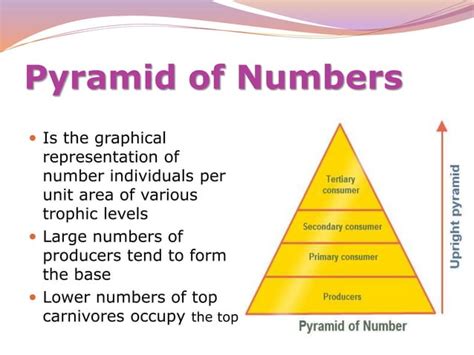 Image result for Ecological Pyramids Explained