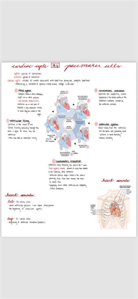 Image result for Cardiac Cycle Tutorial